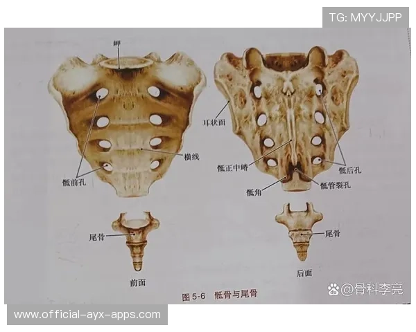 后腰支撑中轴稳定性，什么叫腰椎中后柱